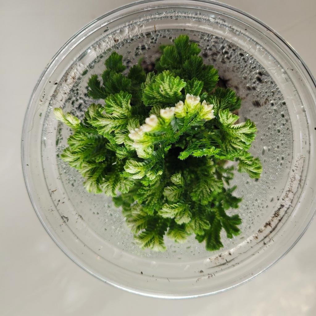 Selaginella martensii in plastic beker, Huis en Inrichting, Kamerplanten, Ophalen of Verzenden, Halfschaduw, Minder dan 100 cm