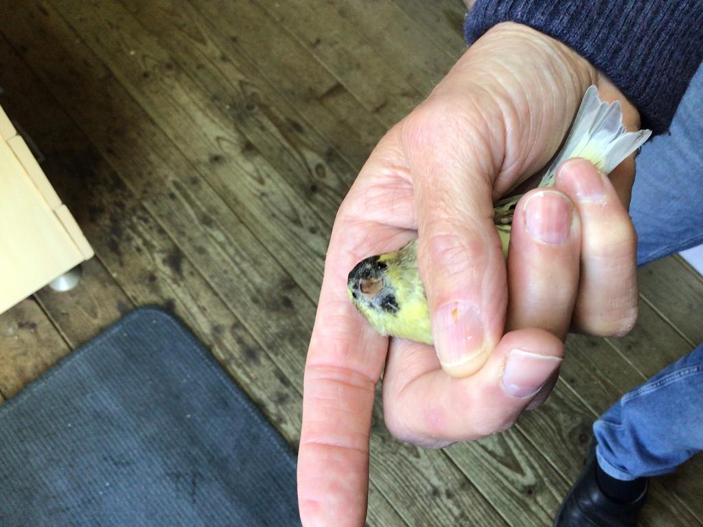 Man sijs ivoor van 2025 en correct geringd,reserve vogel., Mannelijk, Wildzangvogel, Geringd