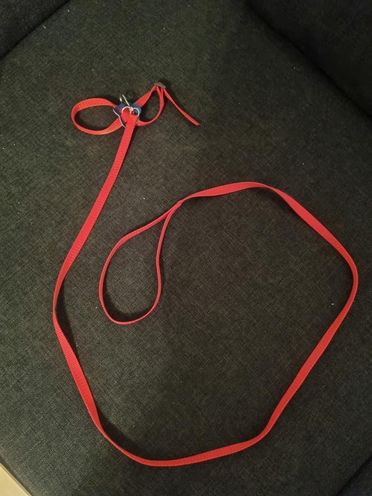 Vogeltuigje, Dieren en Toebehoren, Vogels | Parkieten en Papegaaien, Meerdere dieren, Dwergpapegaai of Agapornis