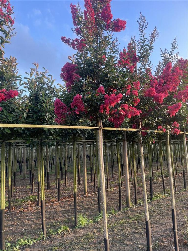 Lagerstroemia bomen in soorten en maten | indische sering, Tuin en Terras, Ophalen of Verzenden, Volle zon, Overige soorten