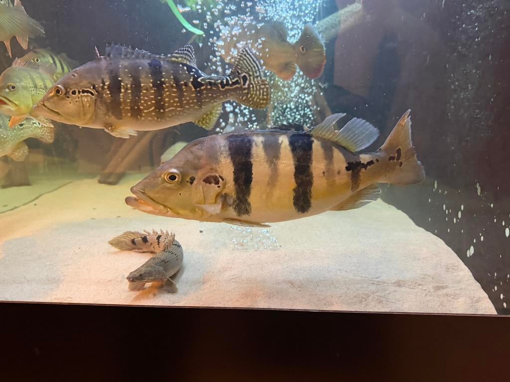 Chicla blue azul, Dieren en Toebehoren, Vis, Zoetwatervis