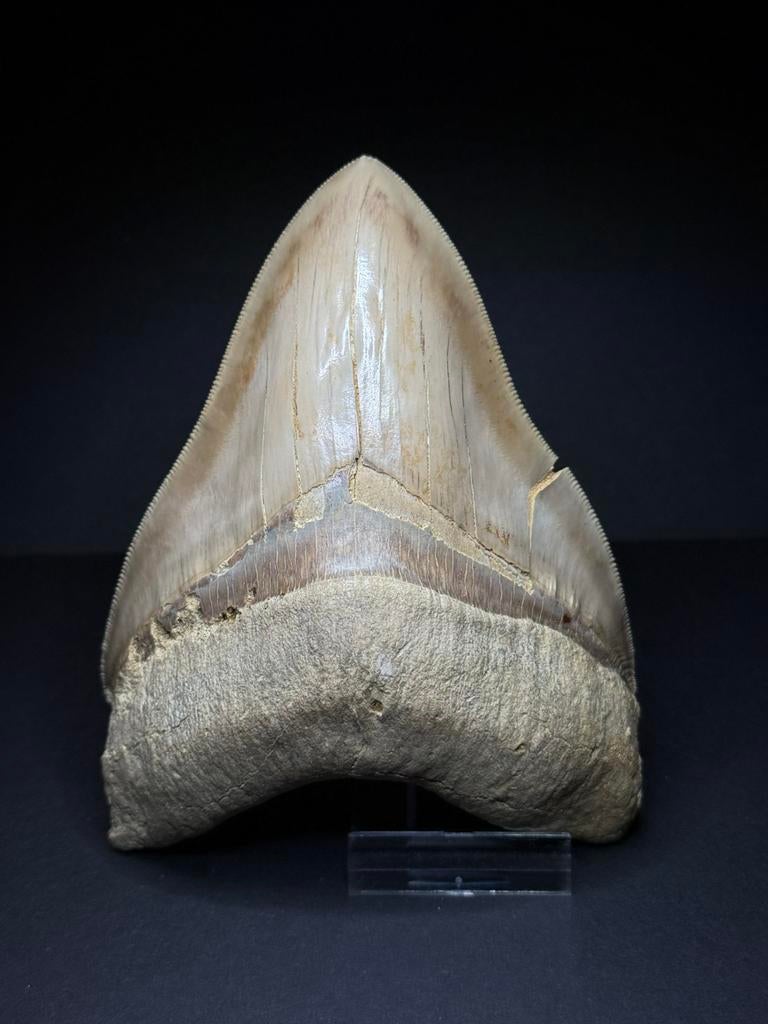Mooie 13,9 cm creme megalodon haaientand Indonesie, Ophalen of Verzenden, Fossiel