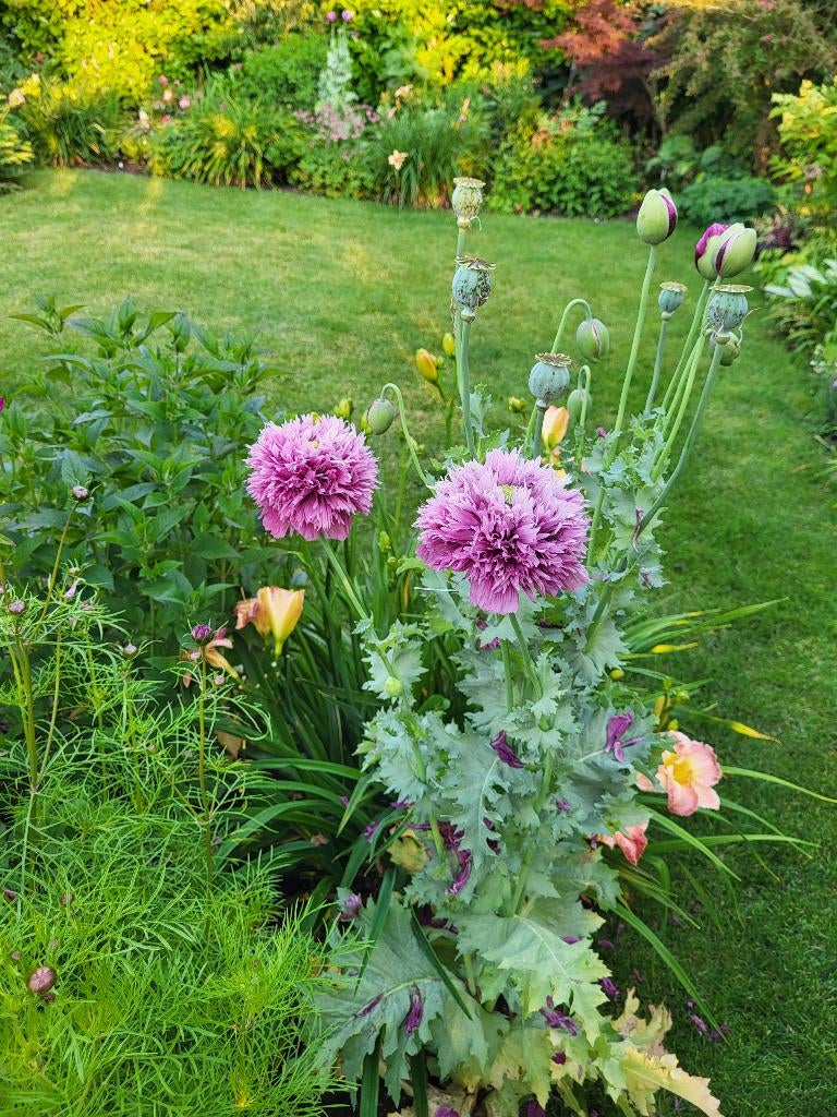 Zaden Papaver lila frizzle, Verzenden, Volle zon