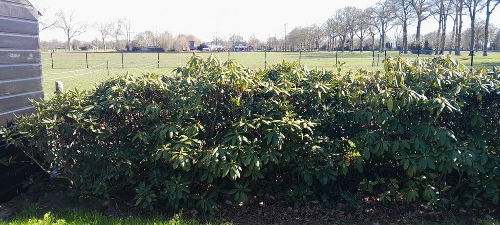 Rododendrons struik, Ophalen of Verzenden, 10 tot 20 m²