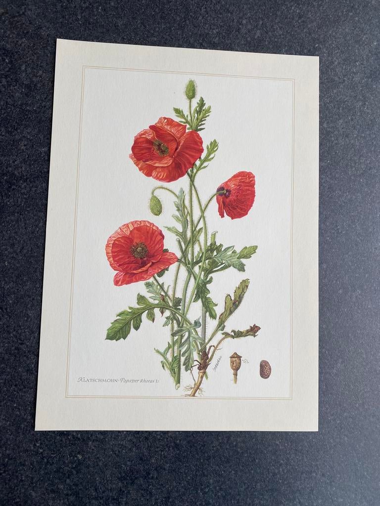 10 prenten bloemen/planten 19x27 samen 20 euro oa viooltje, Antiek en Kunst, Ophalen of Verzenden, Natuur en Biologie