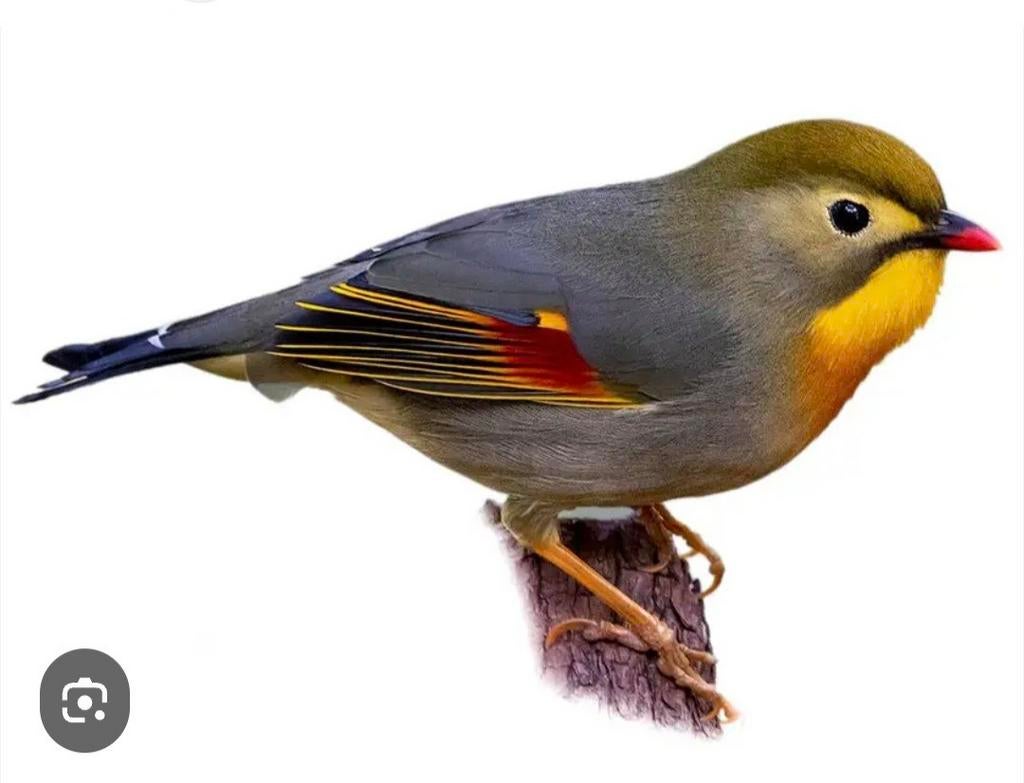 Gezocht nachtegaal man., Mannelijk