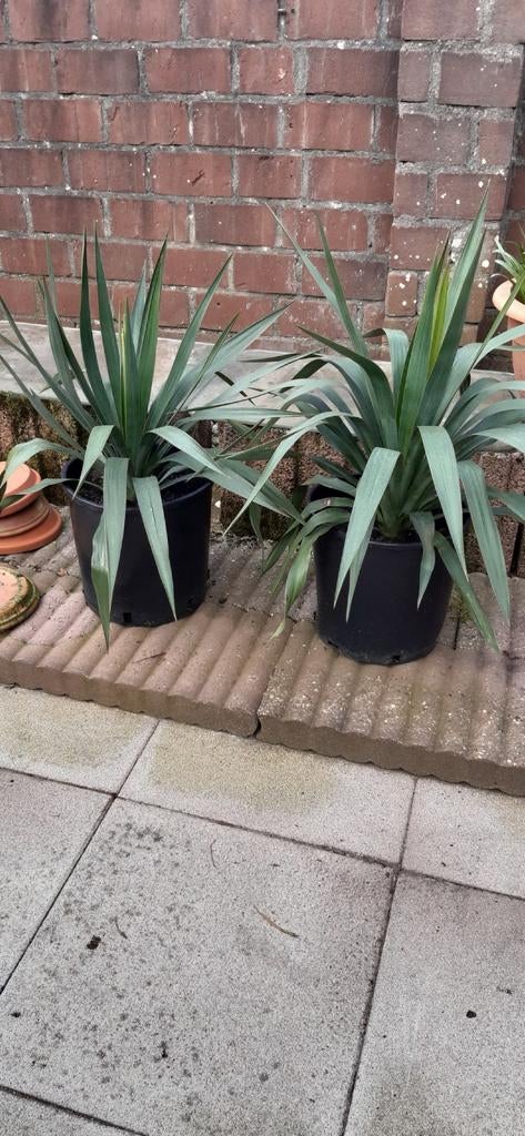 Yucca Gloriosa, Ophalen, Overige soorten, Volle zon