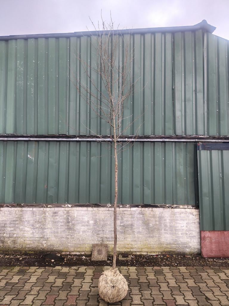 Olijfwilg (Eleagnus Angustifolia) 5-6m met draadkluit, Tuin en Terras, Overige soorten, Lente, 400 cm of meer, Ophalen