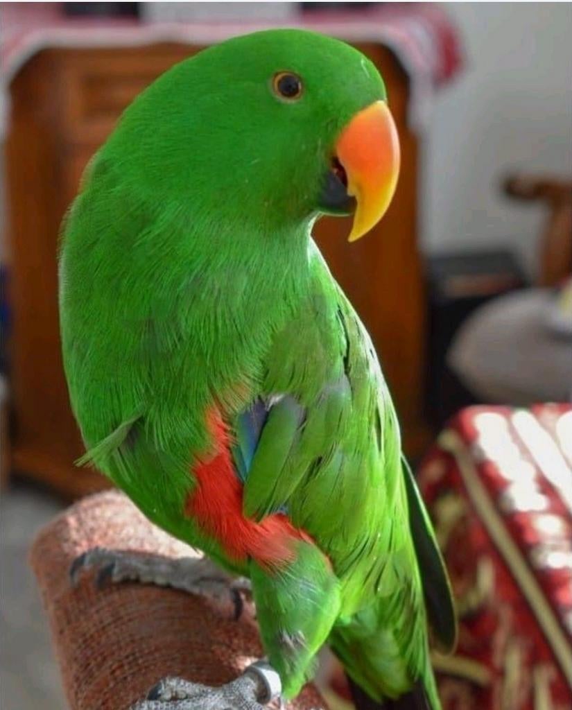 Liefde volle tehuis voor alle soorten kromsnavels aangeboden, Dieren en Toebehoren, Vogels | Parkieten en Papegaaien, Meerdere dieren