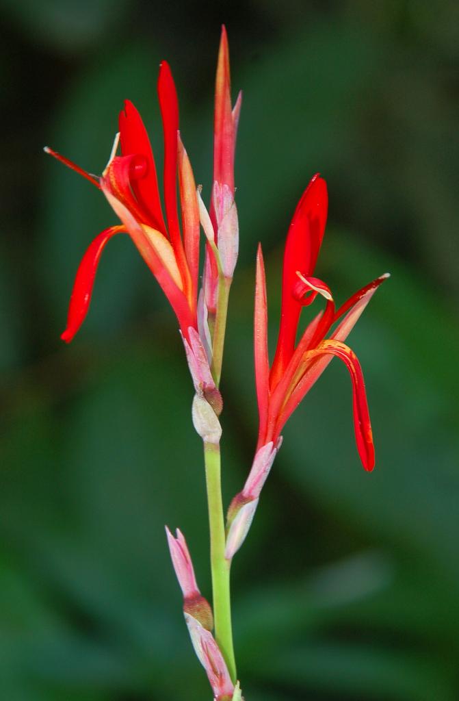 5 x Canna Indica .Achira. zaden, Ophalen of Verzenden, Voorjaar, Volle zon, Zaad