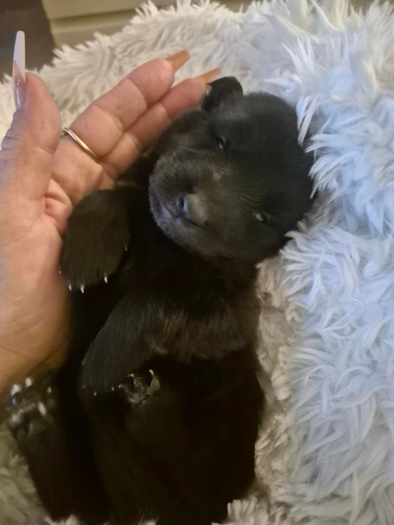 Prachtige x herder puppies te koop!, Parvo, 8 tot 15 weken, Meerdere, Meerdere dieren