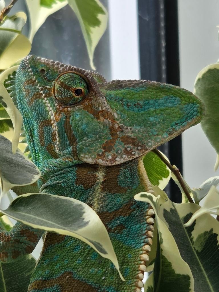 yemen kameleon Chameleon - female for sale from p de wit