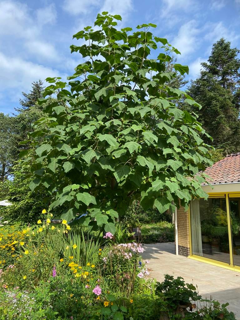 Anna Paulowna bomen, Tuin en Terras, Ophalen, Volle zon, Overige soorten