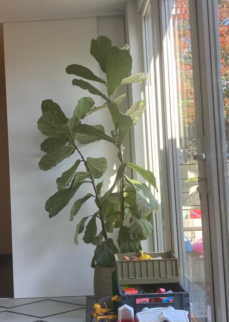 Tabaksplant 2 meter hoog met gouden pot, Ophalen, 200 cm of meer, Overige soorten, Halfschaduw