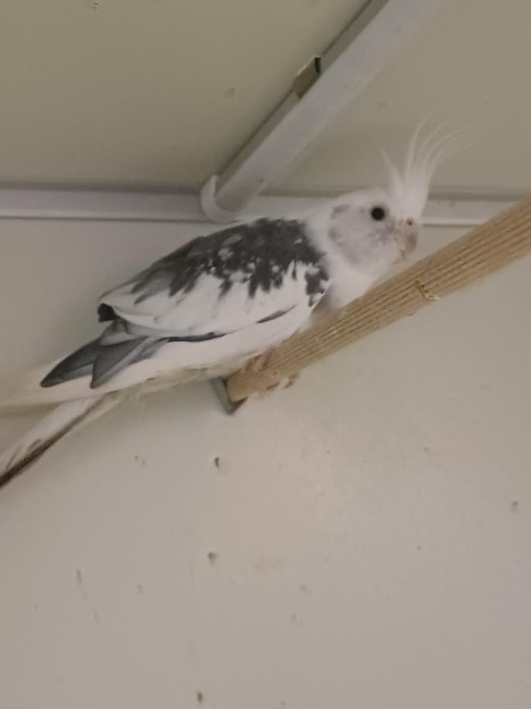 Koppel valkparkieten, Meerdere dieren, Parkiet