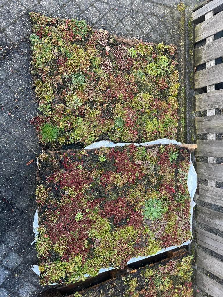 Sedum cassette (120 x 80 cm), Tuin en Terras, Ophalen, Bodembedekkers, Volle zon