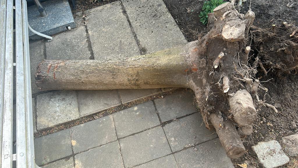 Gratis afhalen: Twee boomstronken voor brandhout, Minder dan 3 m³, Ophalen, Overige houtsoorten, Stammen