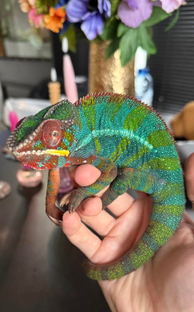 Furcifer Pardalis (Panter Kameleon) Chameleon - unknown for sale from De Lange