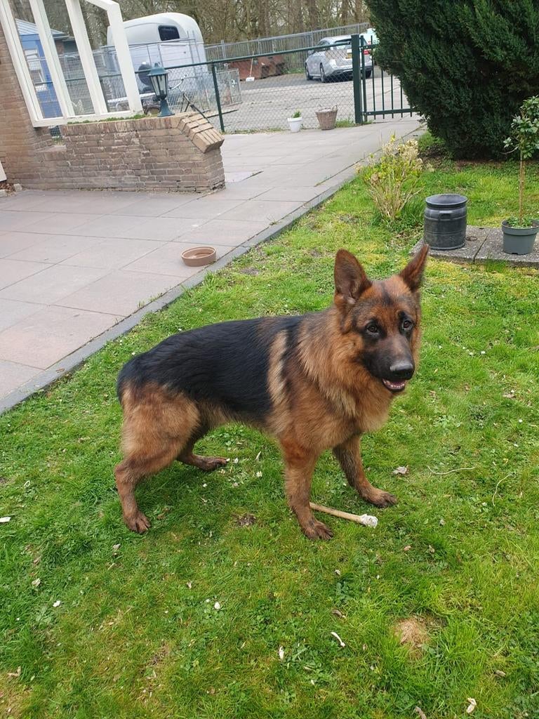 Te koop prachtige Duitse Herder Reu van 23 maanden oud, Reu, 1 tot 2 jaar, Parvo, Eén hond