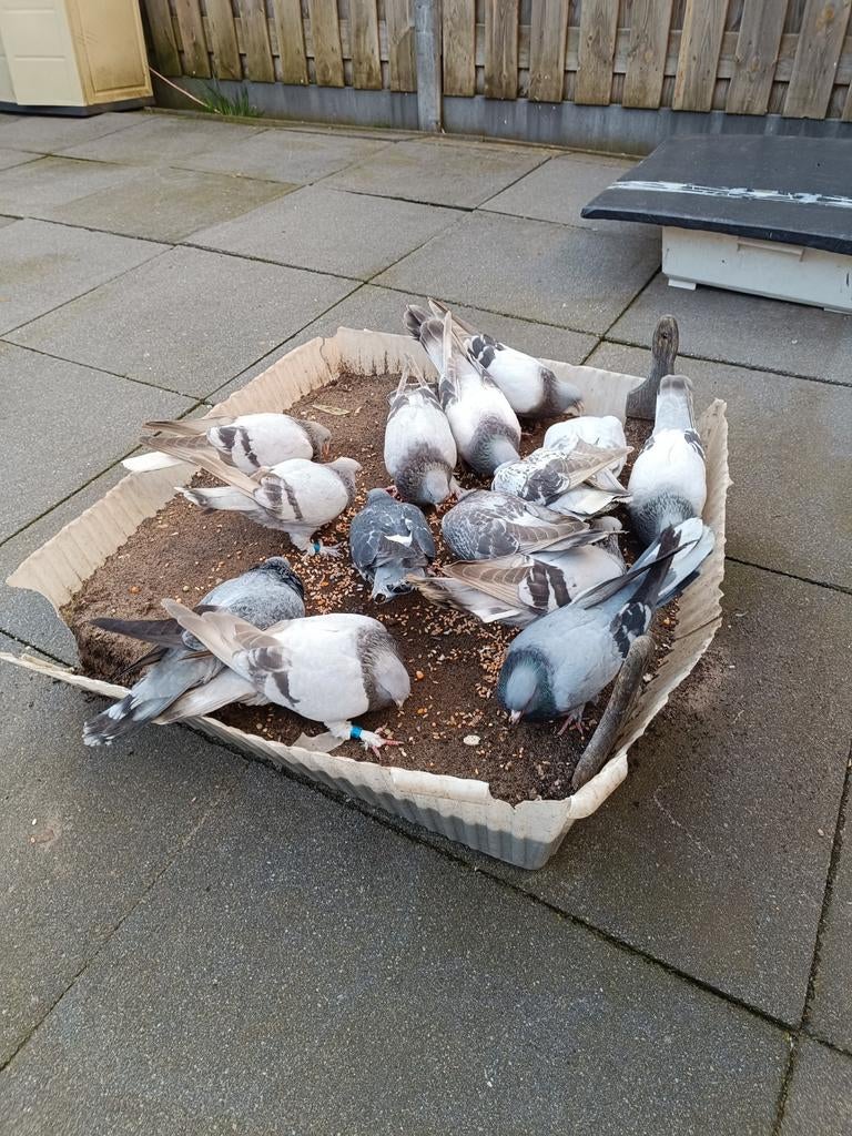 Turkse Takla Duiven, Meerdere dieren