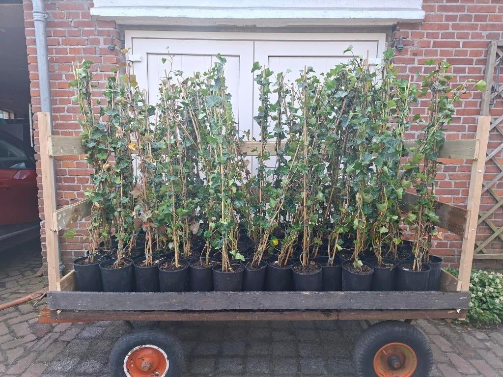 Mooie gestokte Hedera Hibernica (Klimop) 120 cm hoog!, Ophalen, Bloeit niet, Klimplanten, Halfschaduw