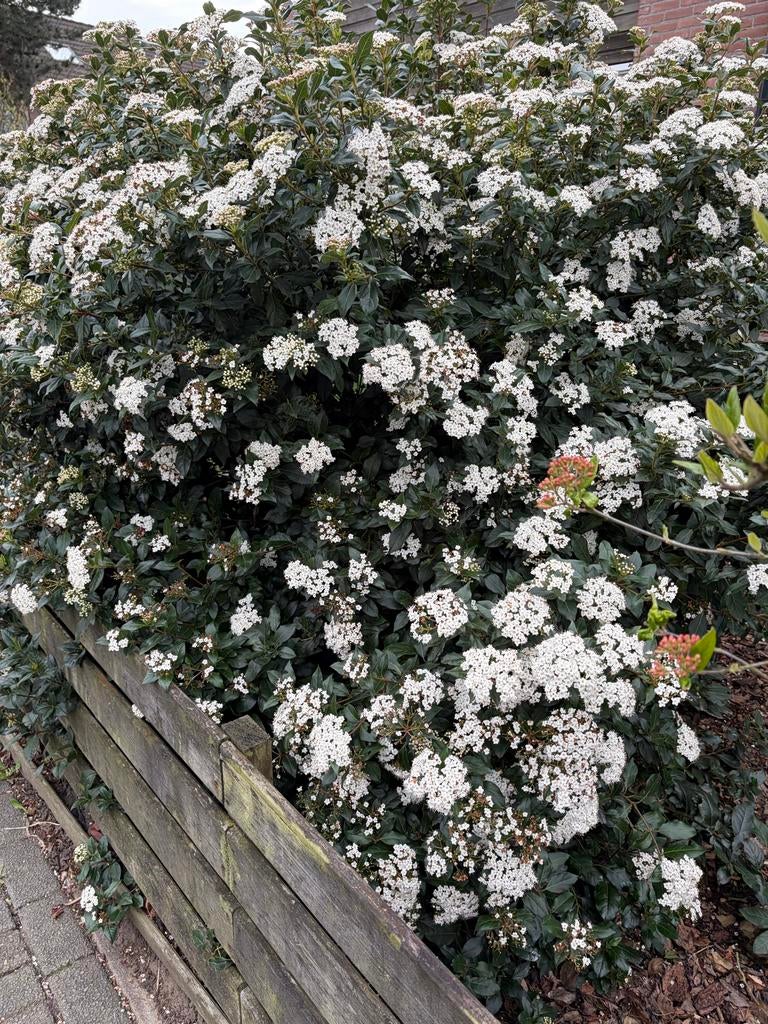 Viburnum struik met witte bloemen (sneeuwbal), Tuin en Terras, Planten | Tuinplanten, Vaste plant, Halfschaduw, Lente, Ophalen
