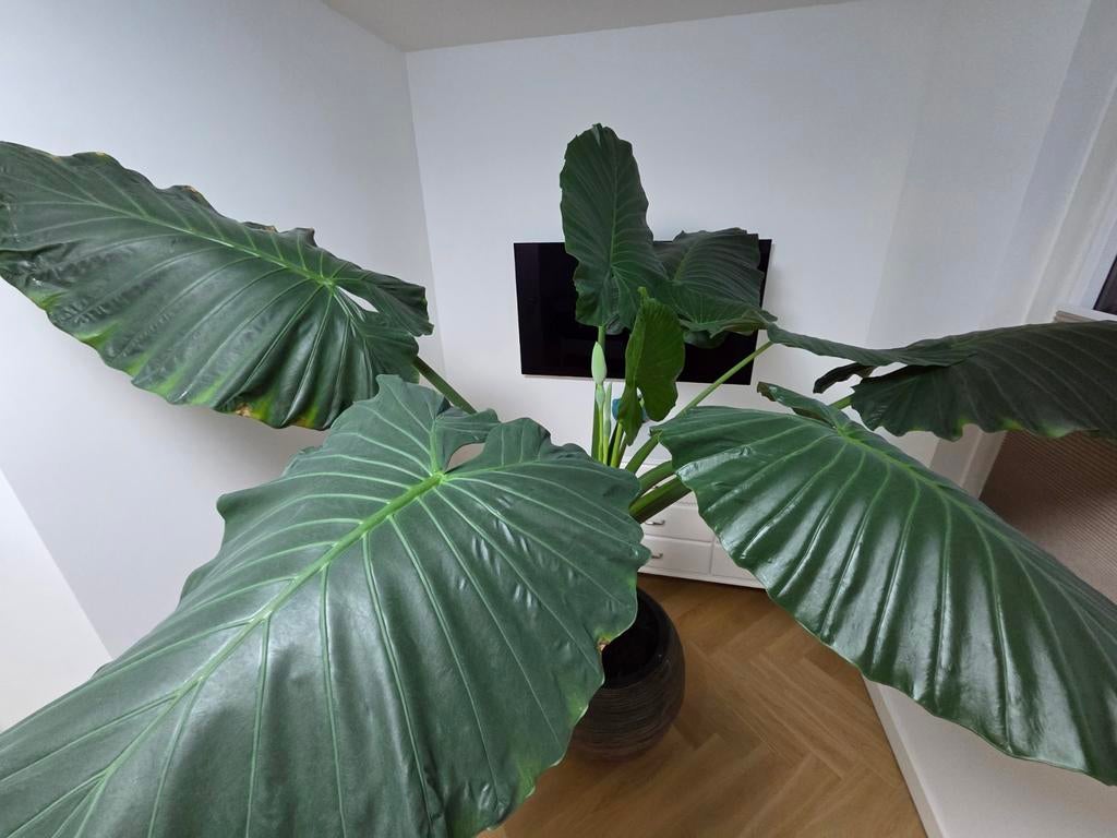 Alocasia Portodora - Olifantsoor, Huis en Inrichting, Kamerplanten, Ophalen, Halfschaduw, 150 tot 200 cm