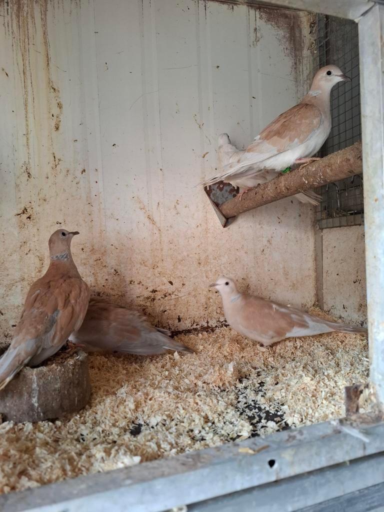 Koppel pheo tortelduiven, Dieren en Toebehoren, Meerdere dieren, Overige soorten