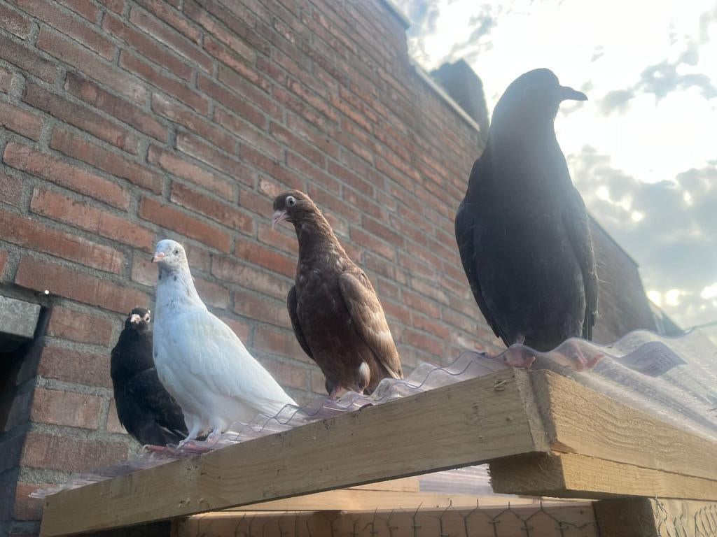 10x hoogvliegers 50 euro voor allemaal, Dieren en Toebehoren, Vogels | Duiven, Meerdere dieren, Overige soorten