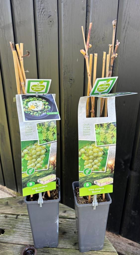 Witte druif, Ophalen of Verzenden, Minder dan 100 cm, Overige soorten