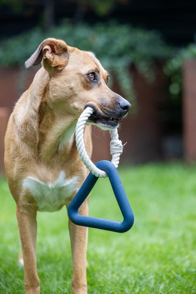 NIEUW - Diverse hondenspeeltjes en accessoires, Dieren en Toebehoren, Honden-accessoires, Nieuw, Ophalen of Verzenden