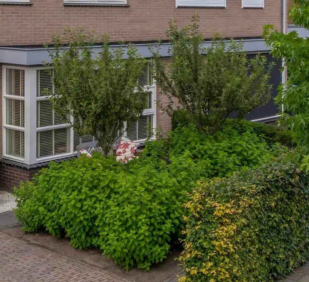 Hortensia's, Tuin en Terras, Overige soorten, 100 tot 250 cm, Zomer, Ophalen