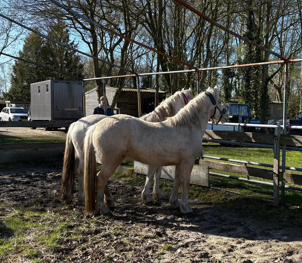 Prachtige Palomino Welsh sectie C merries., Dieren en Toebehoren, Pony's, Merrie, C pony (1.27m tot 1.37m), Met stamboom, 3 tot 6 jaar