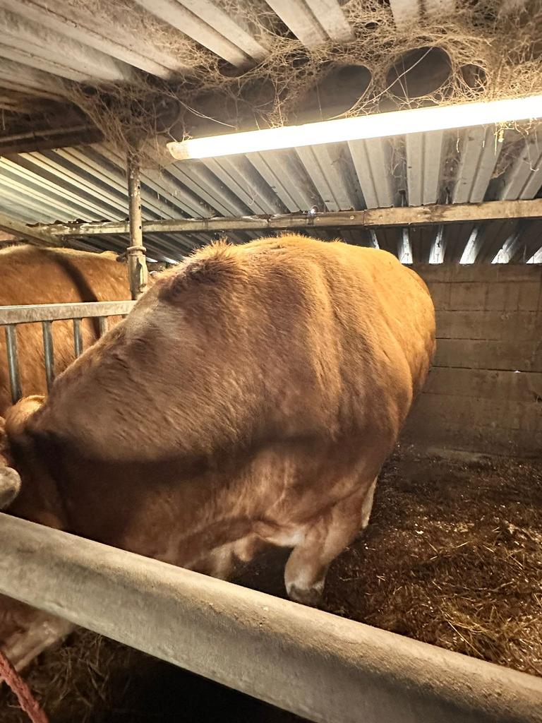 Blonde slacht stier., Dieren en Toebehoren, Runderen, Meerdere dieren, 3 tot 6 jaar