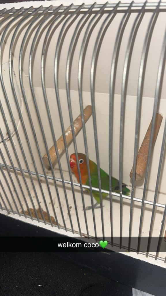 Agapornis met kooi, Geslacht onbekend, Dwergpapegaai of Agapornis