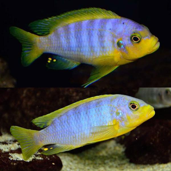 Metriaclima Aurora Likoma, Vis