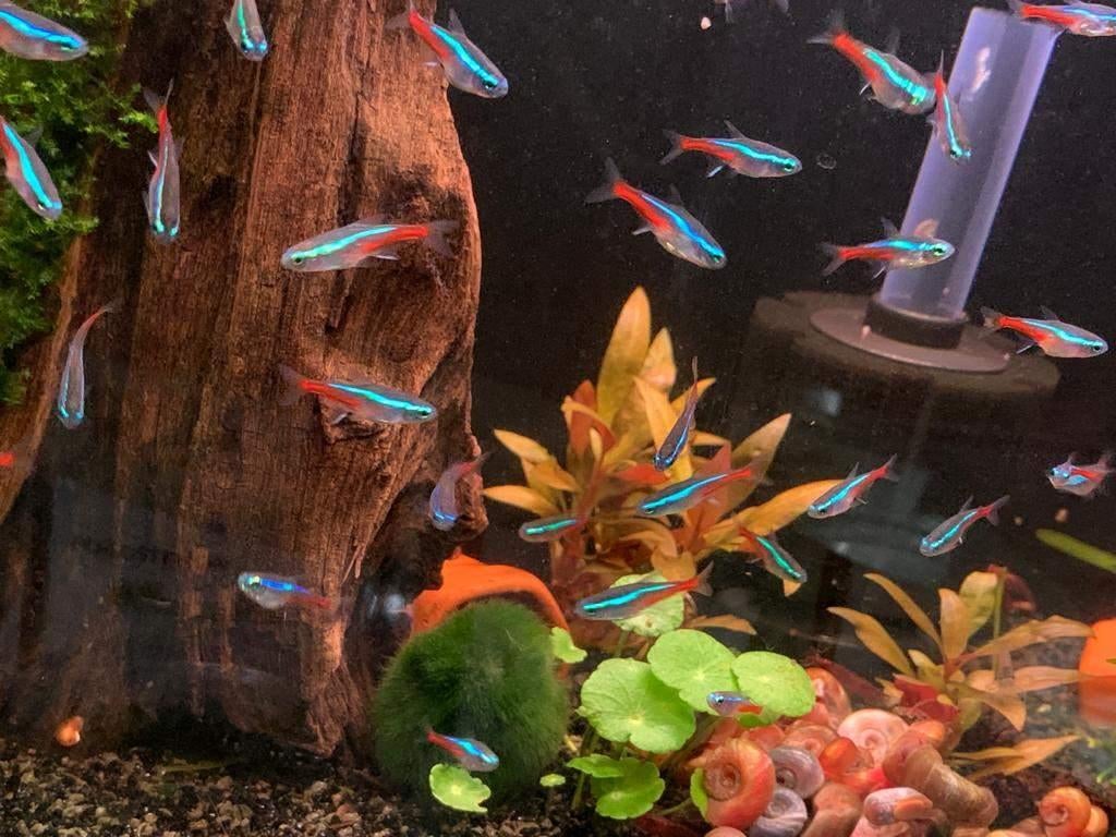 Aanbieding: Neon Tetra's 30 stuks voor maar € 24,95 !, Dieren en Toebehoren, Vis