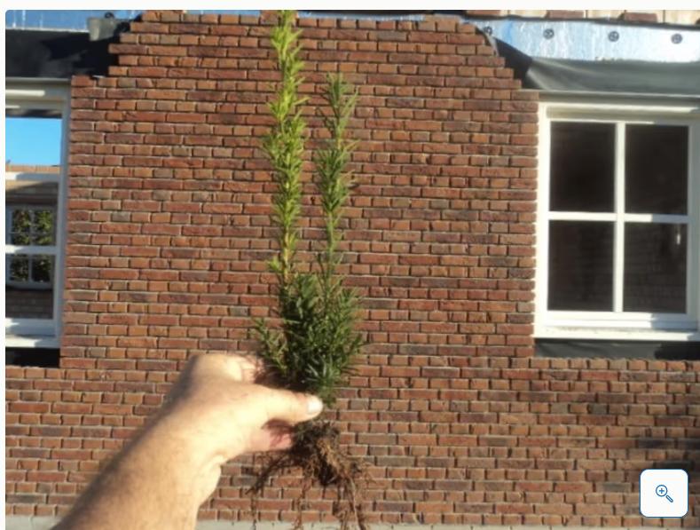 >> taxus voor haag  GOEDKOOP <<, Tuin en Terras, Planten | Struiken en Hagen, Ophalen of Verzenden, Taxus, Minder dan 100 cm