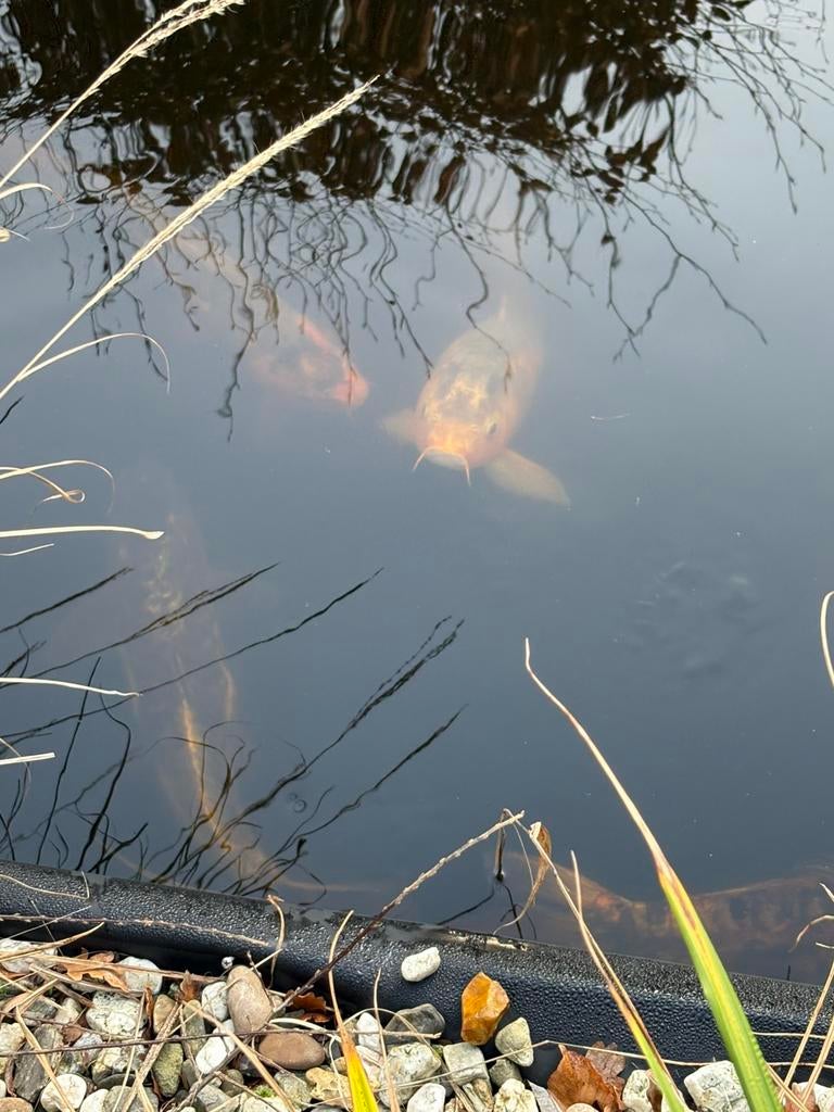 Koi karpers, Dieren en Toebehoren, Vissen | Vijvervissen, Karper of Koi