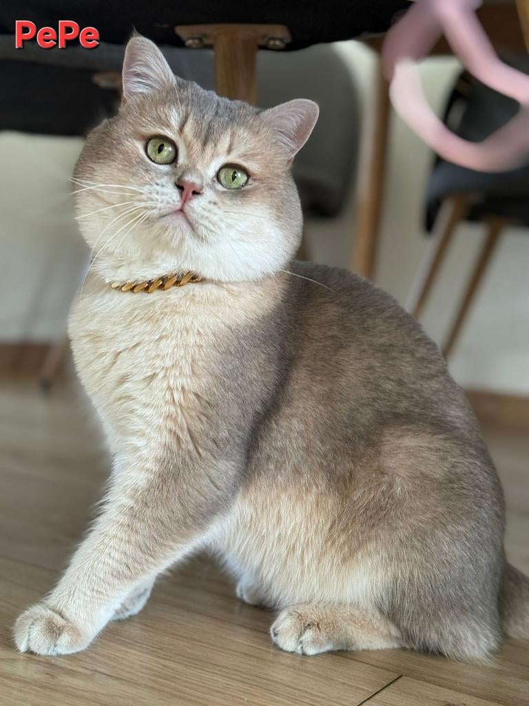 Britse korthaar blue golden shaded  met stamboom(PEPE), Dieren en Toebehoren, 3 tot 5 jaar