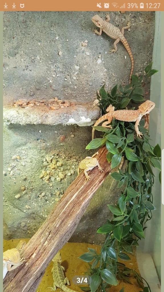 GEZOCHT terrarium voor een baardagaam ,(v m dochter), Hagedis, 0 tot 2 jaar