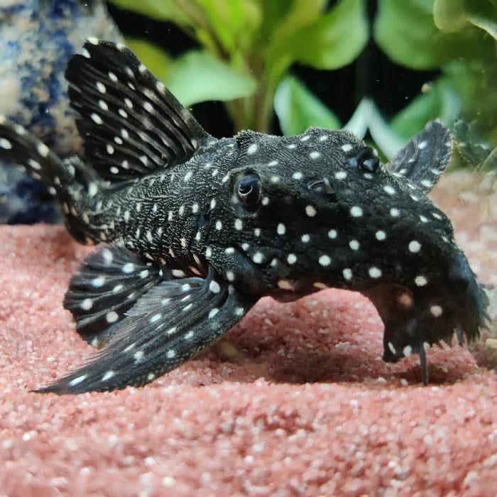 L-240 leporacanthicus sf. galaxias, Dieren en Toebehoren, Vis