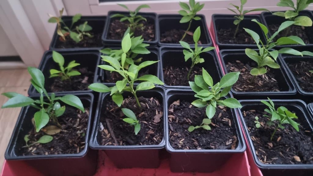 Yuzu stekjes - yuzu plantjes  citrus junos Biologisch, Ophalen of Verzenden, Eenjarig, Groenteplanten, Volle zon