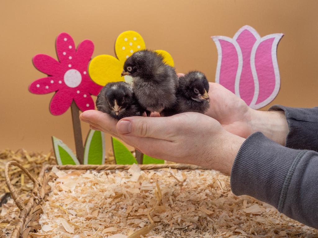 Noord Hollandse blauwe kuikens gesekst en ingeënt, Vrouwelijk, Kip
