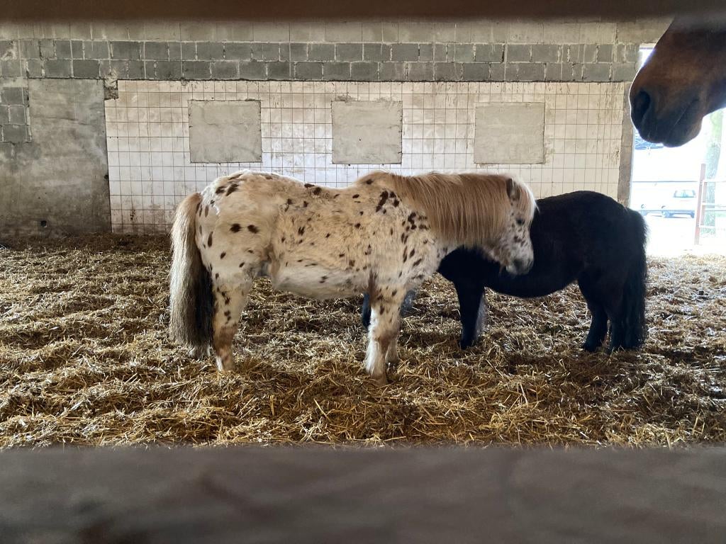 pension gezocht voor kleine appaloosa pony, Dieren en Toebehoren, Stalling en Weidegang, Stalling, 1 paard of pony