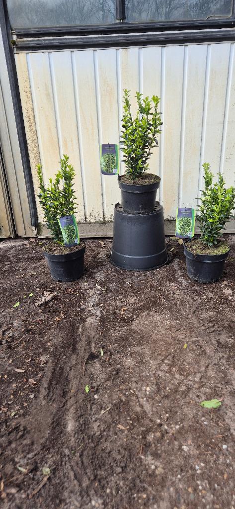 Euonymus japonicus 'Green spire', Tuin en Terras, Planten | Struiken en Hagen, Ophalen, Overige soorten, Struik, Minder dan 100 cm