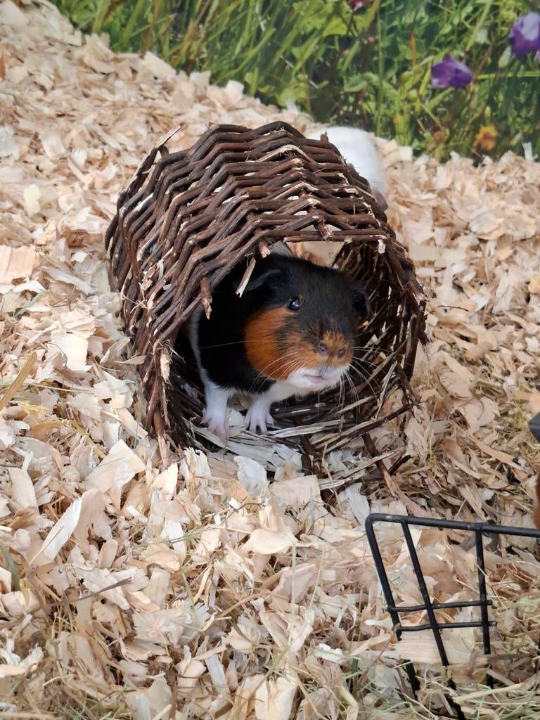 Hele leuke cavia beertjes, Januari, Mannelijk, Cavia
