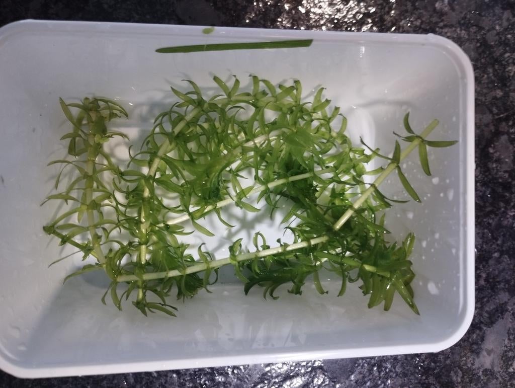 Waterpest Elodea canadensis aquarium plant, Ophalen, Nieuw, Plant(en), Steen of Hout