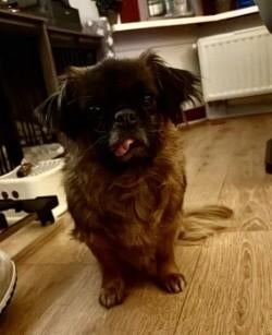 Koda zoekt nieuw baasje, Dieren en Toebehoren, Honden | Niet-rashonden, 6 jaar of ouder, Reu, Eén hond, Klein