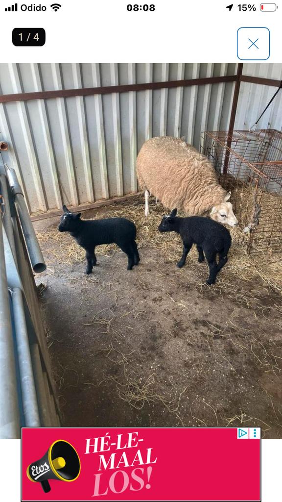 Schaap met 2 lammetjes, Vrouwelijk, Schaap
